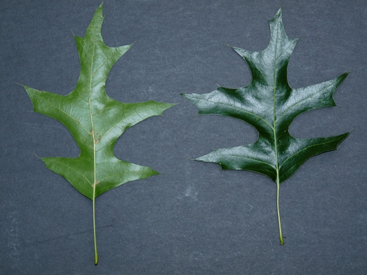 {Quercus texana}